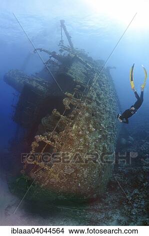 "Freediver diving the Gianis D wreck, Red Sea, Sharm el-Sheikh, Egypt, Africa" View Large Photo Image Picture - "Freediver diving the Gianis D wreck, Red Sea, Sharm el-Sheikh, Egypt, Africa". Fotosearch