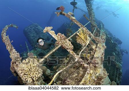 "Freediver diving the Gianis D wreck, Red Sea, Sharm el-Sheikh, Egypt, Africa" View Large Photo Image Stock Image - "Freediver diving the Gianis D wreck, Red Sea, Sharm el-Sheikh, Egypt, Africa". Fotosearch