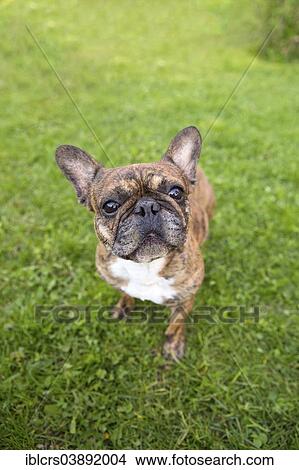 "French Bulldog, attentive" View Large Photo Image Picture - "French Bulldog, attentive". Fotosearch