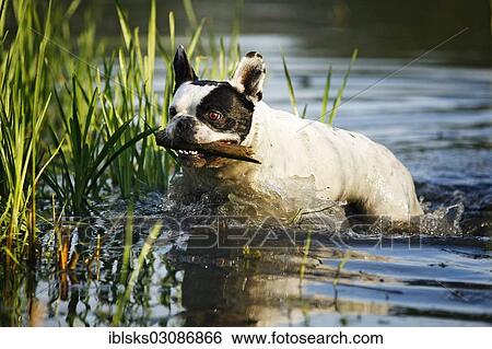 "French Bulldog fetching a stick from a pond, Satteldorf, Hohenlohe, Baden-Wurttemberg, Germany, Europe" View Large Photo Image Stock Photograph - "French Bulldog fetching a stick from a pond, Satteldorf, Hohenlohe, Baden-Wurttemberg, Germany, Europe". Fotosearch