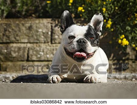 "French Bulldog lying in front of a wall with yellow flowers, Satteldorf, Hohenlohe, Baden-Wurttemberg, Germany, Europe" View Large Photo Image Stock Image - "French Bulldog lying in front of a wall with yellow flowers, Satteldorf, Hohenlohe, Baden-Wurttemberg, Germany, Europe". Fotosearch