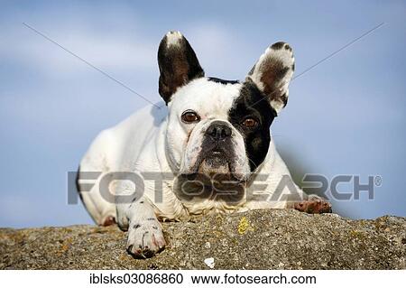 Stock Image - "French Bulldog lying on a rock, Satteldorf, Hohenlohe, Baden-Wurttemberg, Germany, Europe". Fotosearch
