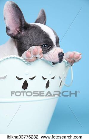 "French Bulldog, puppy in a bowl" View Large Photo Image Stock Image - "French Bulldog, puppy in a bowl". Fotosearch