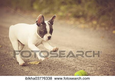 "French Bulldog, puppy playing with a ball on a path" View Large Photo Image Stock Photo - "French Bulldog, puppy playing with a ball on a path". Fotosearch