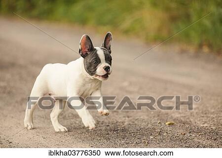"French Bulldog, puppy running on a path" View Large Photo Image Stock Image - "French Bulldog, puppy running on a path". Fotosearch