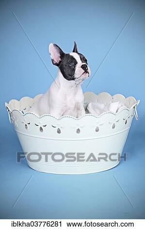 "French Bulldog, puppy sitting in a bowl" View Large Photo Image Stock Image - "French Bulldog, puppy sitting in a bowl". Fotosearch