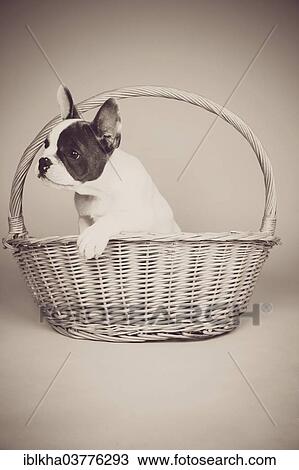 Stock Image - "French Bulldog, puppy sitting in a basket". Fotosearch