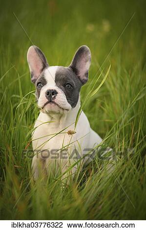 "French Bulldog, puppy sitting on grass" View Large Photo Image Stock Image - "French Bulldog, puppy sitting on grass". Fotosearch