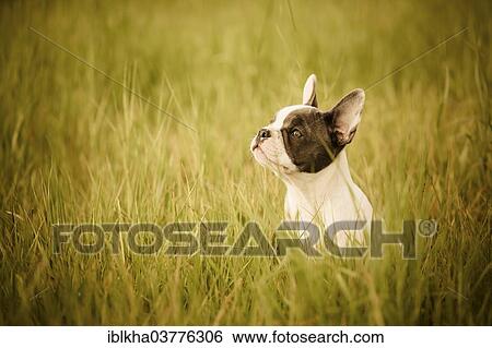 "French Bulldog, puppy sitting on grass" View Large Photo Image Stock Photograph - "French Bulldog, puppy sitting on grass". Fotosearch