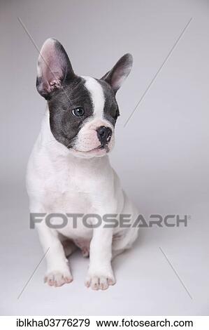 "French Bulldog, puppy" View Large Photo Image Stock Photo - "French Bulldog, puppy". Fotosearch