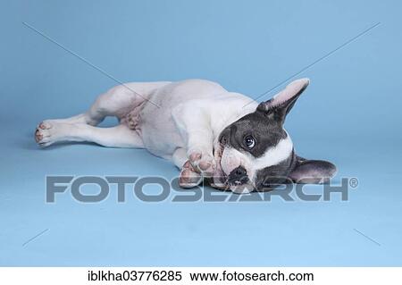 "French Bulldog, puppy" View Large Photo Image Stock Photography - "French Bulldog, puppy". Fotosearch