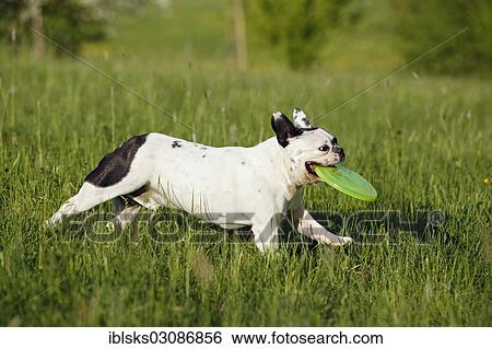 "French Bulldog running across a meadow with a frisbee, Satteldorf, Hohenlohe, Baden-Wurttemberg, Germany, Europe" View Large Photo Image Stock Photograph - "French Bulldog running across a meadow with a frisbee, Satteldorf, Hohenlohe, Baden-Wurttemberg, Germany, Europe". Fotosearch