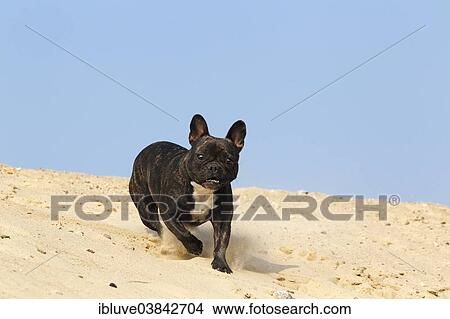 "French Bulldog, running on sand" View Large Photo Image Picture - "French Bulldog, running on sand". Fotosearch