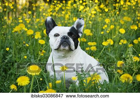 "French Bulldog sitting in a dandelion meadow, Satteldorf, Hohenlohe, Baden-Wurttemberg, Germany, Europe" View Large Photo Image Stock Photo - "French Bulldog sitting in a dandelion meadow, Satteldorf, Hohenlohe, Baden-Wurttemberg, Germany, Europe". Fotosearch