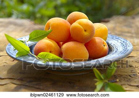 Stock Photo - Fresh apricots. Fotosearch