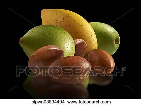 "Fresh Argan nuts (Argania spinosa), peeled and unpeeled" View Large Photo Image Picture - "Fresh Argan nuts (Argania spinosa), peeled and unpeeled". Fotosearch