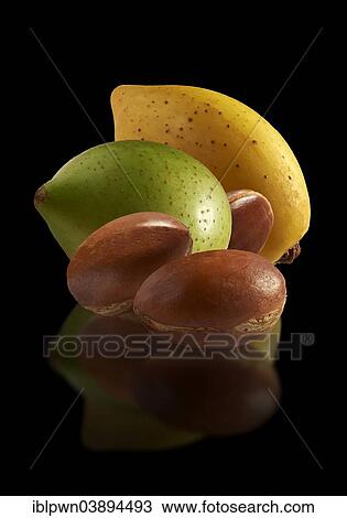 "Fresh Argan nuts (Argania spinosa), peeled and unpeeled" View Large Photo Image Stock Image - "Fresh Argan nuts (Argania spinosa), peeled and unpeeled". Fotosearch