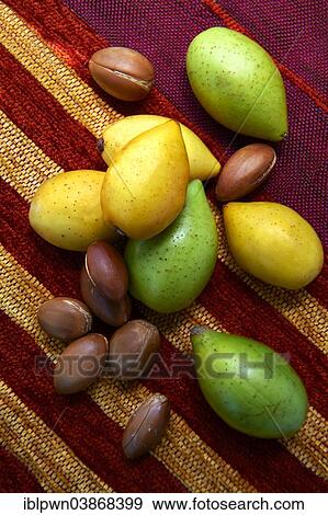 Stock Photo - "Fresh Argan nuts (Argania spinosa), peeled and unpeeled". Fotosearch