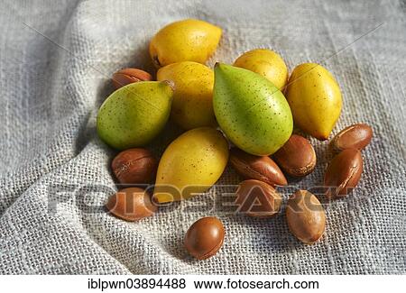 "Fresh Argan nuts (Argania spinosa), peeled and unpeeled" View Large Photo Image Stock Photo - "Fresh Argan nuts (Argania spinosa), peeled and unpeeled". Fotosearch