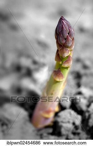 Fresh asparagus spears growing in a field View Large Photo Image Stock Photograph - Fresh asparagus spears growing in a field. Fotosearch