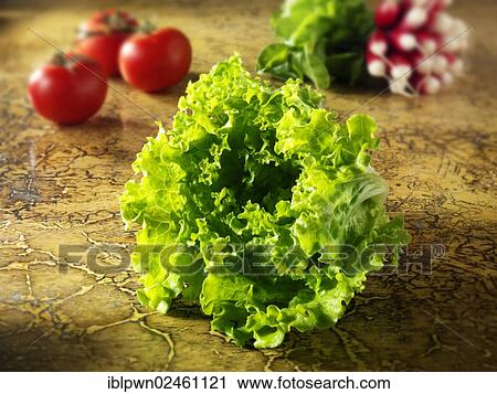 "Fresh Batavia lettuce, tomatoes, radish" View Large Photo Image Stock Image - "Fresh Batavia lettuce, tomatoes, radish". Fotosearch