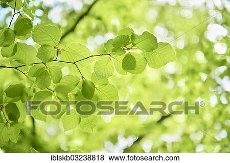 "Fresh beech tree leaves (Fagus sp. ), Starnberg, Gauting, Upper Bavaria, Bavaria, Germany, Europe" View Large Photo Image Stock Photo - "Fresh beech tree leaves (Fagus sp. ), Starnberg, Gauting, Upper Bavaria, Bavaria, Germany, Europe". Fotosearch