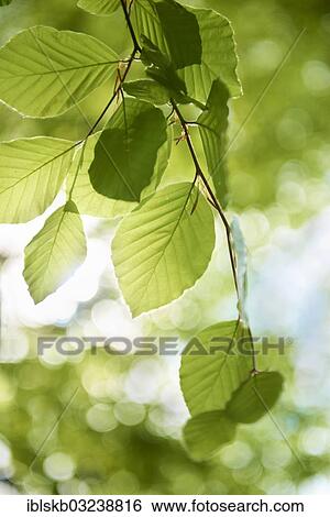 "Fresh beech tree leaves (Fagus sp. ), Starnberg, Gauting, Upper Bavaria, Bavaria, Germany, Europe" View Large Photo Image Stock Photograph - "Fresh beech tree leaves (Fagus sp. ), Starnberg, Gauting, Upper Bavaria, Bavaria, Germany, Europe". Fotosearch