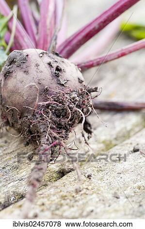 Fresh Beetroot (Beta vulgaris) on wooden table in a garden View Large Photo Image Stock Photo - Fresh Beetroot (Beta vulgaris) on wooden table in a garden. Fotosearch
