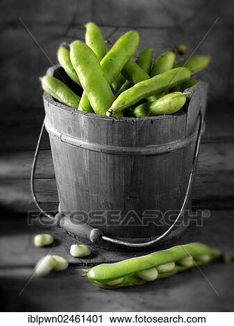 Stock Image - "Fresh broad beans in the pod, in a bucket". Fotosearch