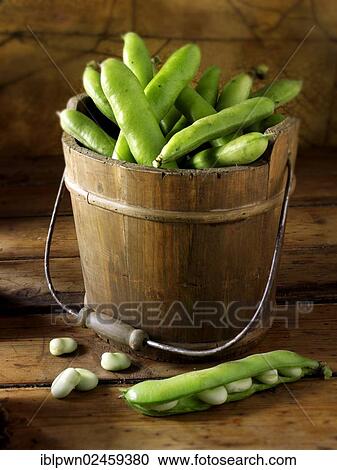 Fresh broad beans in the pod View Large Photo Image Stock Image - Fresh broad beans in the pod. Fotosearch