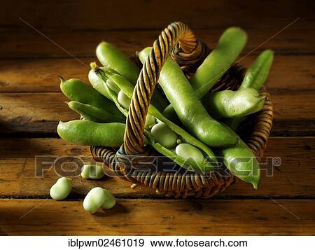 Stock Photo - Fresh broad beans in the pod. Fotosearch