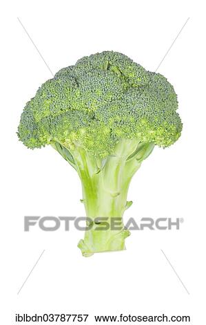 Fresh broccoli View Large Photo Image Stock Photo - Fresh broccoli. Fotosearch