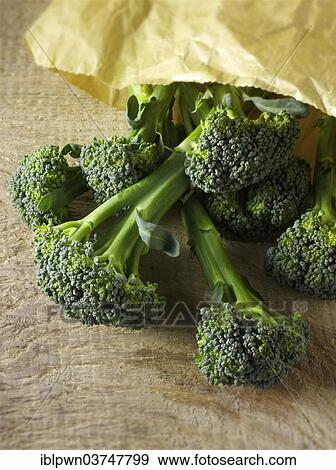 Fresh Broccoli View Large Photo Image Stock Photo - Fresh Broccoli. Fotosearch