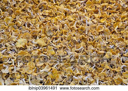 Fresh Chanterelle mushrooms (Cantharellus cibarius) View Large Photo Image Stock Image - Fresh Chanterelle mushrooms (Cantharellus cibarius). Fotosearch