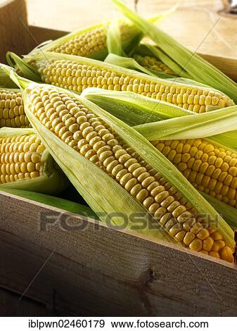 Stock Photo - "Fresh cobs of maize, corn, or sweetcorn". Fotosearch