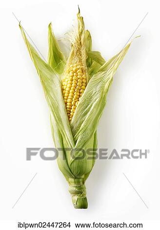 Picture - Fresh corn cob. Fotosearch