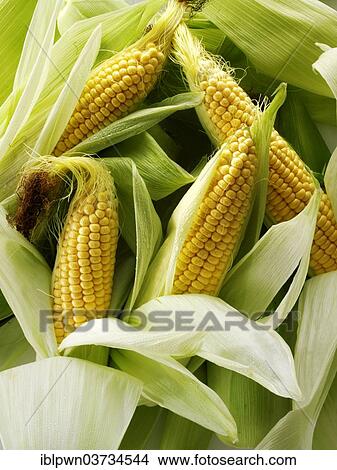 Fresh corn cobs View Large Photo Image Picture - Fresh corn cobs. Fotosearch