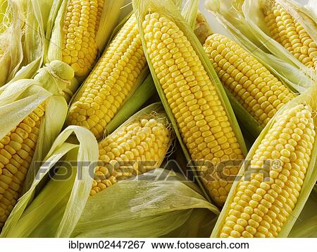 Fresh corn cobs View Large Photo Image Stock Photo - Fresh corn cobs. Fotosearch