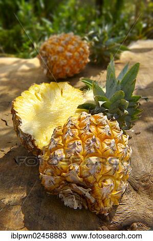Fresh cut pineapple View Large Photo Image Stock Image - Fresh cut pineapple. Fotosearch