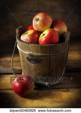 "Fresh """"Discovery"""" apples in a bucket" View Large Photo Image Stock Photograph - "Fresh """"Discovery"""" apples in a bucket". Fotosearch