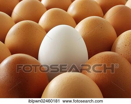 Stock Image - "Fresh eggs, a single white egg amongst brown eggs". Fotosearch