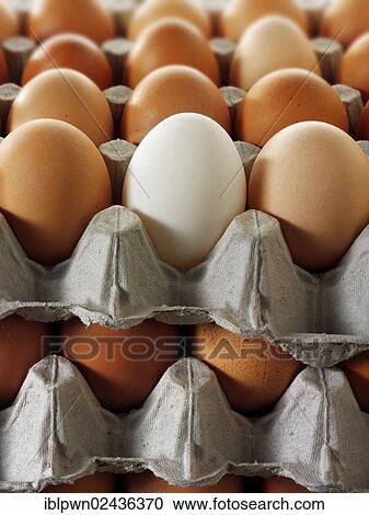 Fresh eggs in egg carton View Large Photo Image Stock Image - Fresh eggs in egg carton. Fotosearch