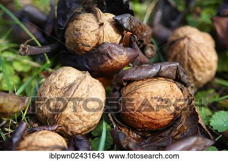 Fresh fallen walnuts (Juglans regia) on grass View Large Photo Image Stock Image - Fresh fallen walnuts (Juglans regia) on grass. Fotosearch