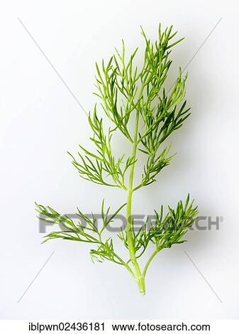 Fresh fennel leaves View Large Photo Image Stock Image - Fresh fennel leaves. Fotosearch