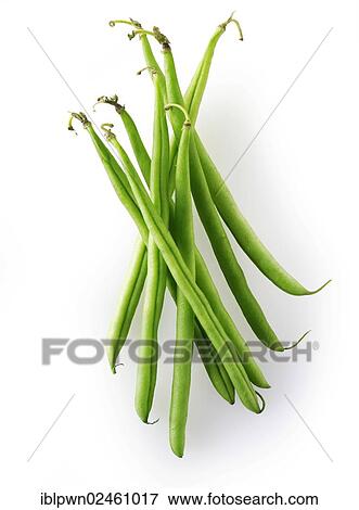 Stock Photo - Fresh fine green beans. Fotosearch