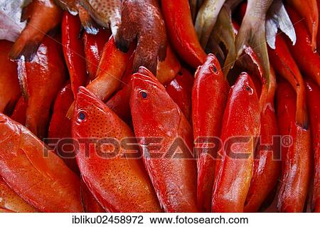 Stock Image - "Fresh fish on sale at the fish market in Pointe a Pitre, Guadeloupe, Caribbean, Lesser Antilles, North America". Fotosearch