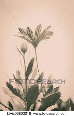 Fresh flowers in vintage sepia style View Large Photo Image Stock Photo - Fresh flowers in vintage sepia style. Fotosearch