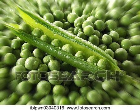 Stock Photograph - Fresh garden green peas and pea pod. Fotosearch