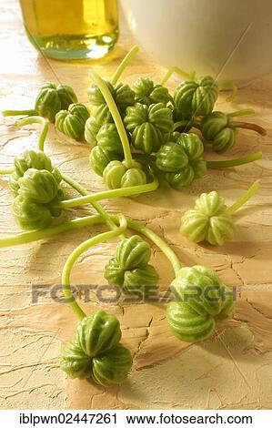 Stock Image - Fresh garden nasturtium seeds (Tropaeolum majus). Fotosearch