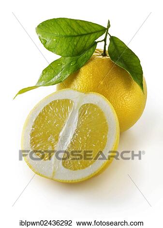 Fresh Grapefruit with leaves View Large Photo Image Stock Image - Fresh Grapefruit with leaves. Fotosearch